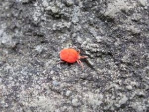 コンクリートの上でよく見かける赤い小さな虫 ご存知ですか その トータルクリーンサービス