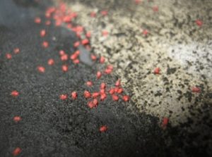 コンクリートの上でよく見かける赤い小さな虫 ご存知ですか その トータルクリーンサービス